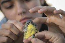 Smithsonian intern helps position a radio tag on the back of a male Kirtland’s Warbler.
