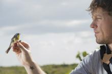 Researcher holds a radio-tagged Kirtland’s Warbler, a yellow and gray songbird, just before releasing it in The Bahamas.