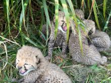 Five cheetah cubs in a tall clump of grasses