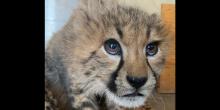 A close-up photo of 18-month-old female cheetah cub, Zura. She is leaning toward the camera and her face fills most of the frame.