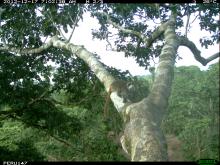 A camera trap photo of a monkey in a tree