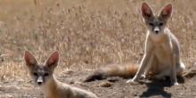 San Joaquin Kit Foxes