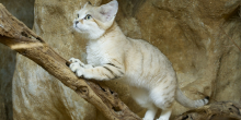 A sand cat lunges on a tree branch with rocky detailing behind it.