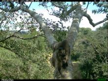 A camera trap photo of two monkeys in a tree