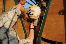 Smithsonian scientist Jared Stabach collaring an oryx