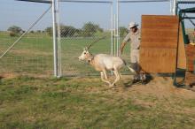 For the first time in 30 years, scimitar-horned oryx are home in Chad