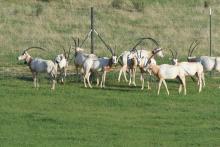 After each scimitar-horned oryx was fitted with a collar, it was released back into the large yard