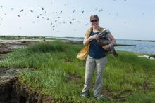 A scientist standing on a grassy island holding a brown pelican under her arm. Birds fly in the background.