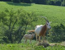 A newborn scimitar-horned oryx calf with tan skin and large ears stands in the grass near its mother.