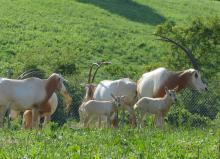 A herd of female scimitar-horned oryx with long, curved antlers and their newborn calves stand in the grass