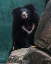Sloth bear Remi at the Smithsonian's National Zoo's Asia Trail exhibit. 