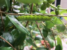 A bright green caterpillar crawls upside down along a twig