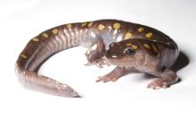 a spotted salamander