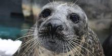 close up of Squeegee the harbor seal's face and whiskers