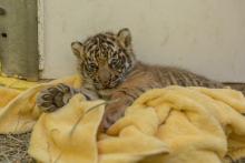 The Smithsonian's National Zoo's male Sumatran tiger cub was born July 11 to mother Damai and father Sparky. 