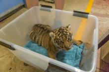 Great Cats keepers weigh the Sumatran tiger cub at every feeding to monitor his weight and adjust nutrition as necessary.
