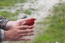 A red summer tanager being held in someone's hands