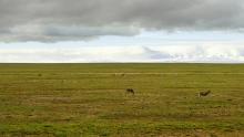 Tibetan antelopes grazing in China in the summer. 