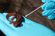 A researcher swabbing a salamander