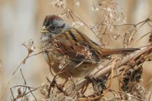 Swamp sparrow sitting on a branch with its mouth open and feathers fluffed. 