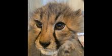 A close-up of 18-month-old male cheetah cub, Kuba. His face takes up the entire photo.