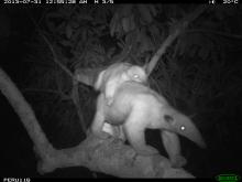 A black-and-white camera trap photo of two tamanduas in a tree, one of the tamanduas is a baby on its mother's back
