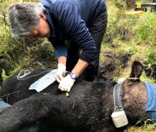 A scientist takes a biological sample from a tapir that is fitted with a GPS collar