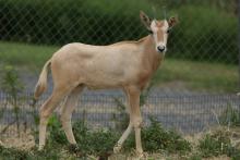 Male scimitar-horned oryx calf born at the Smithsonian Conservation Biology Institute