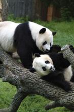Giant pandas Mei Xiang and Tian Tian climb on a log in a grassy yard