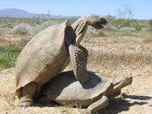 Two desert tortoises mating
