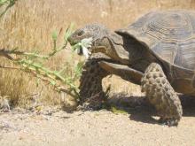 Desert tortoise eating a flowering plant