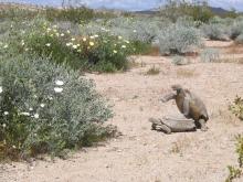 Two desert tortoises mating in desert environment