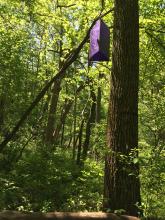 SCBI scientists place purple traps for the emerald ash bower in the trees.