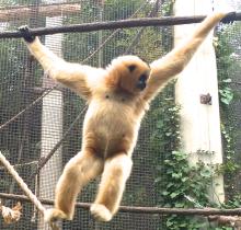 White-cheeked gibbon 