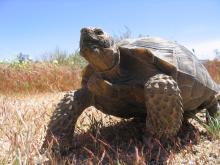 Large male tortoise standing in desert environment