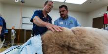 Dr. Don Neiffer examining Tian Tian during a full veterinary exam. 