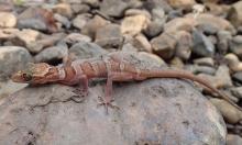 Lenya banded bent-toed gecko on a rock