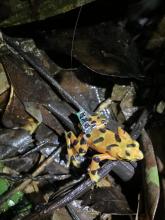 A small orange variable harlequin frog, Atelopus varius, with a tracking device on its back sits in leaf litter