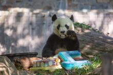 Bei Bei eating his frozen cake made of diluted juice and fruit. 