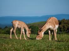 A Persian onager foal (left) and its mom (right) bend their heads to eat grass. 