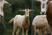 Female scimitar-horned oryx calf 