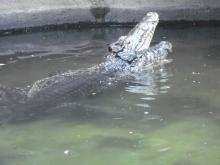 Cuban crocodiles at the Reptile Discovery Center lifting their snouts out of the water.