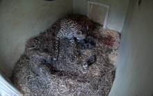 A female cheetah cub lays on a bed of hay in a den where she has just given birth to three cubs. The three small, newborn cheetah cubs can be seen around her in the hay.