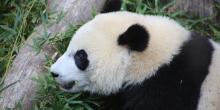 Bei Bei Bei Bei