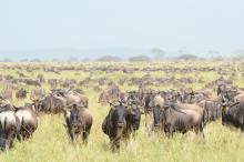 A herd of wildebeests stands in tall grass