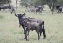 A wildebeest mother and calf stand in grass with others behind them