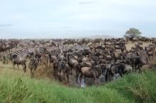 A herd of wildebeests and zebras gather at a watering hole.