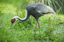 White-naped crane