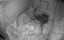 Animal care staff at the Smithsonian’s National Zoo and Conservation Biology Institute in Front Royal, Virginia, welcomed a litter of two cheetah cubs to first-time mother Amani overnight Oct. 3. 