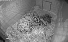 Animal care staff at the Smithsonian’s National Zoo and Conservation Biology Institute in Front Royal, Virginia, welcomed a litter of two cheetah cubs to first-time mother Amani overnight Oct. 3. 